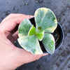 Cotyledon undulata f. variegata