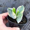Cotyledon undulata f. variegata