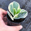Cotyledon undulata f. variegata
