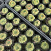Sempervivum 'Atlanticum' (CLUSTER)