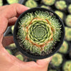 Sempervivum 'Atlanticum' (CLUSTER)