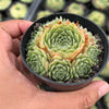 Sempervivum 'Atlanticum' (CLUSTER)