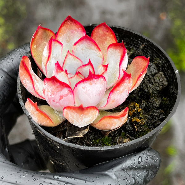 dark ice succulent Echeveria Dark Ice – LET LOVE GROW (Succulent & Cactus)