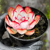 Echeveria Dark Ice