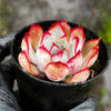 Echeveria Dark Ice