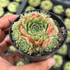 Sempervivum 'Atlanticum' (CLUSTER)