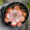 Echeveria Dark Ice
