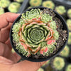 Sempervivum 'Atlanticum' (CLUSTER)