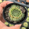 Sempervivum 'Atlanticum' (CLUSTER)