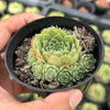 Sempervivum 'Atlanticum' (CLUSTER)