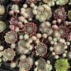 Sempervivum arachnoideum 'Rubin'