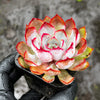 Echeveria Dark Ice