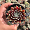 Sempervivum arachnoideum 'Rubin'