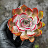 Echeveria Dark Ice