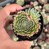 Sempervivum arachnoideum 'Rubin'