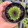Sempervivum cantabricum 'Reinhardt' (w/pup)