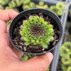 Sempervivum cantabricum 'Reinhardt' (w/pup)