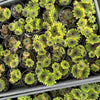 Sempervivum cantabricum 'Reinhardt' (w/pup)