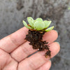 Aeonium aureum aka. Greenovia Aurea (XXS)