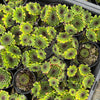 Sempervivum cantabricum 'Reinhardt' (w/pup)