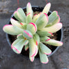 Cotyledon Orbiculata cv. Long Leaf Variegated