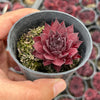 Sempervivum tectorum 'Squib' (w/pup)