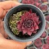 Sempervivum tectorum 'Squib' (w/pup)