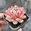 Echeveria 'Red Absinthe'