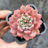 Echeveria 'Red Absinthe'