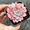Echeveria 'Violet magic'