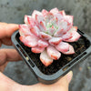 Echeveria 'Violet magic'