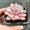 Echeveria 'Violet magic'