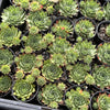 Sempervivum 'Sharon's Pencil'