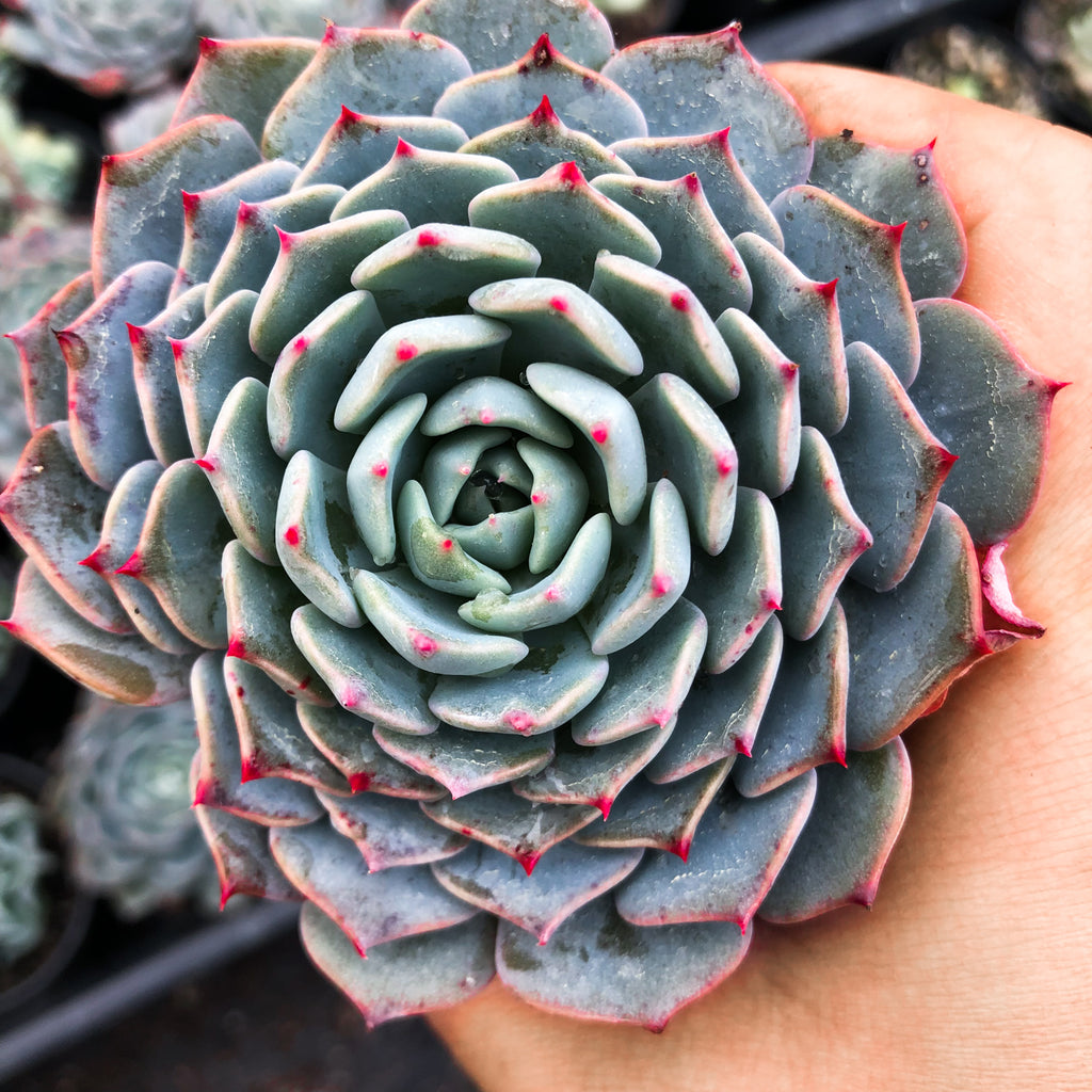 Echeveria minima x subsessilis