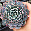 Echeveria minima x subsessilis