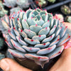 Echeveria minima x subsessilis