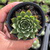 Sempervivum 'Sharon's Pencil'