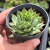 Sempervivum 'Sharon's Pencil'