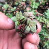 Crassula exilis ssp cooperi