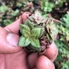 Crassula exilis ssp cooperi