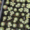Sempervivum 'Tiny Tots' (w/pup)
