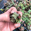 Crassula exilis ssp cooperi