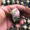 Crassula perforata 'Southern Cross' (white variegate)(2 x CUTTING)