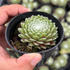 Sempervivum 'Tiny Tots' (w/pup)