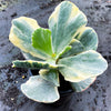 Cotyledon undulata f. variegata