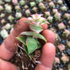 Crassula perforata 'Southern Cross' (white variegate)(2 x CUTTING)