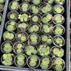 Sempervivum ‘Emmchen’