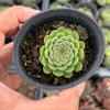 Sempervivum ‘Emmchen’