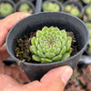 Sempervivum ‘Emmchen’