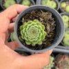 Sempervivum ‘Emmchen’